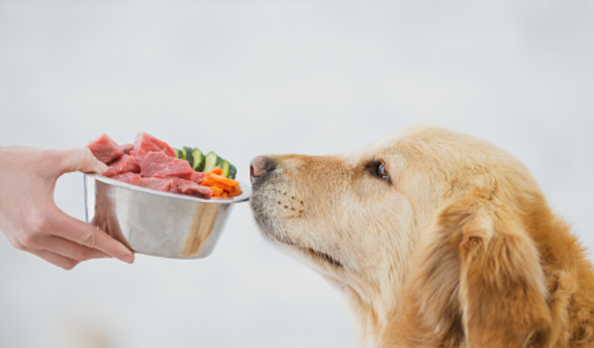 Top 10 Raw Dog Food Brands to Consider post thumbnail image